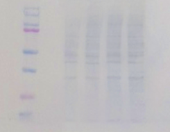 3MM_Transfer_comparison