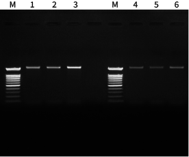 X-one Bead_ginkgo_PCR data