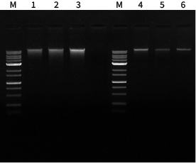 X-one Bead_ginkgo_gDNA data