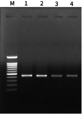 X-one Bead_lettuce_PCR data