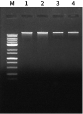 X-one Bead_lettuce_gDNA data